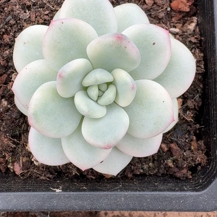 白马香水一物一拍