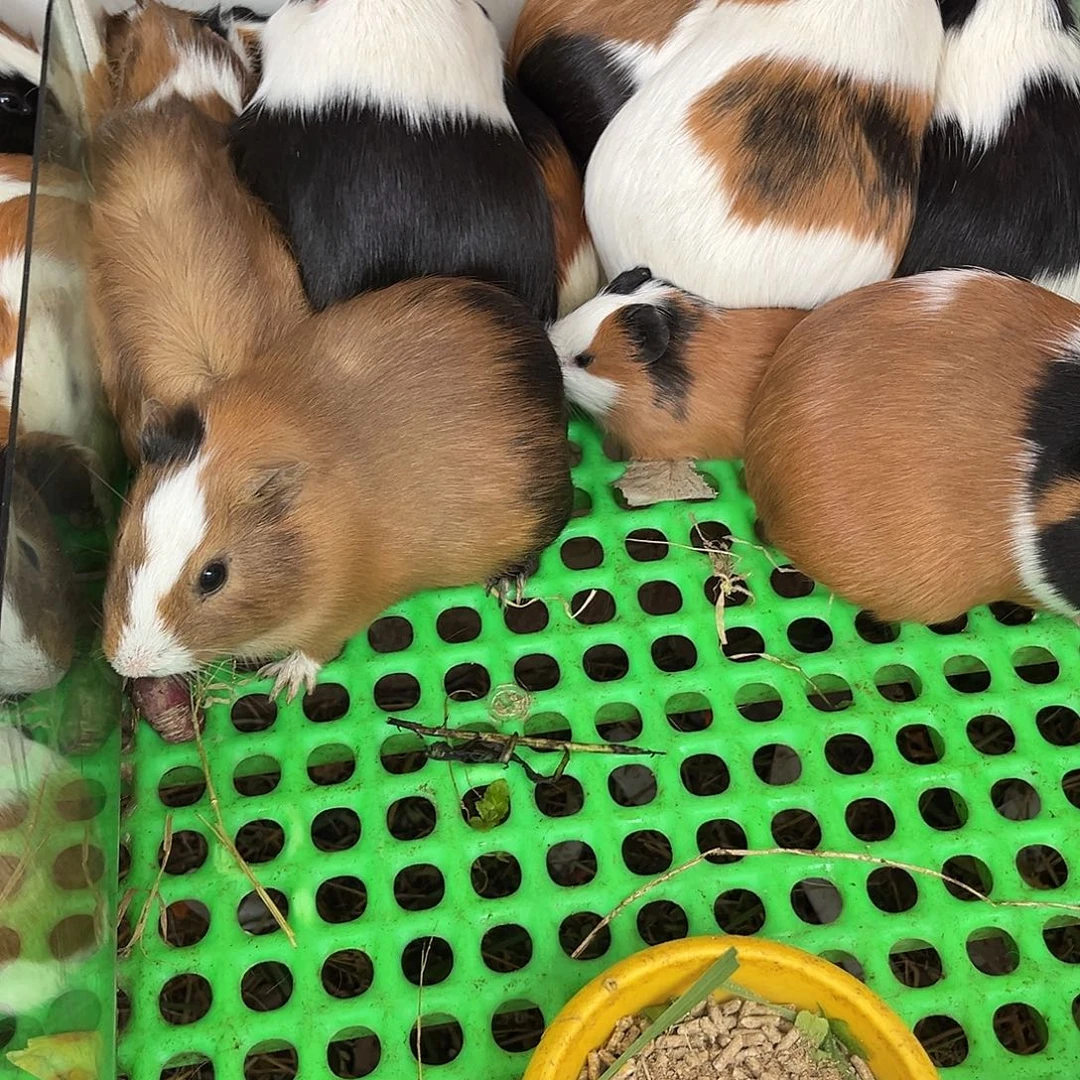 豚鼠成年大荷兰猪直播间选好截图