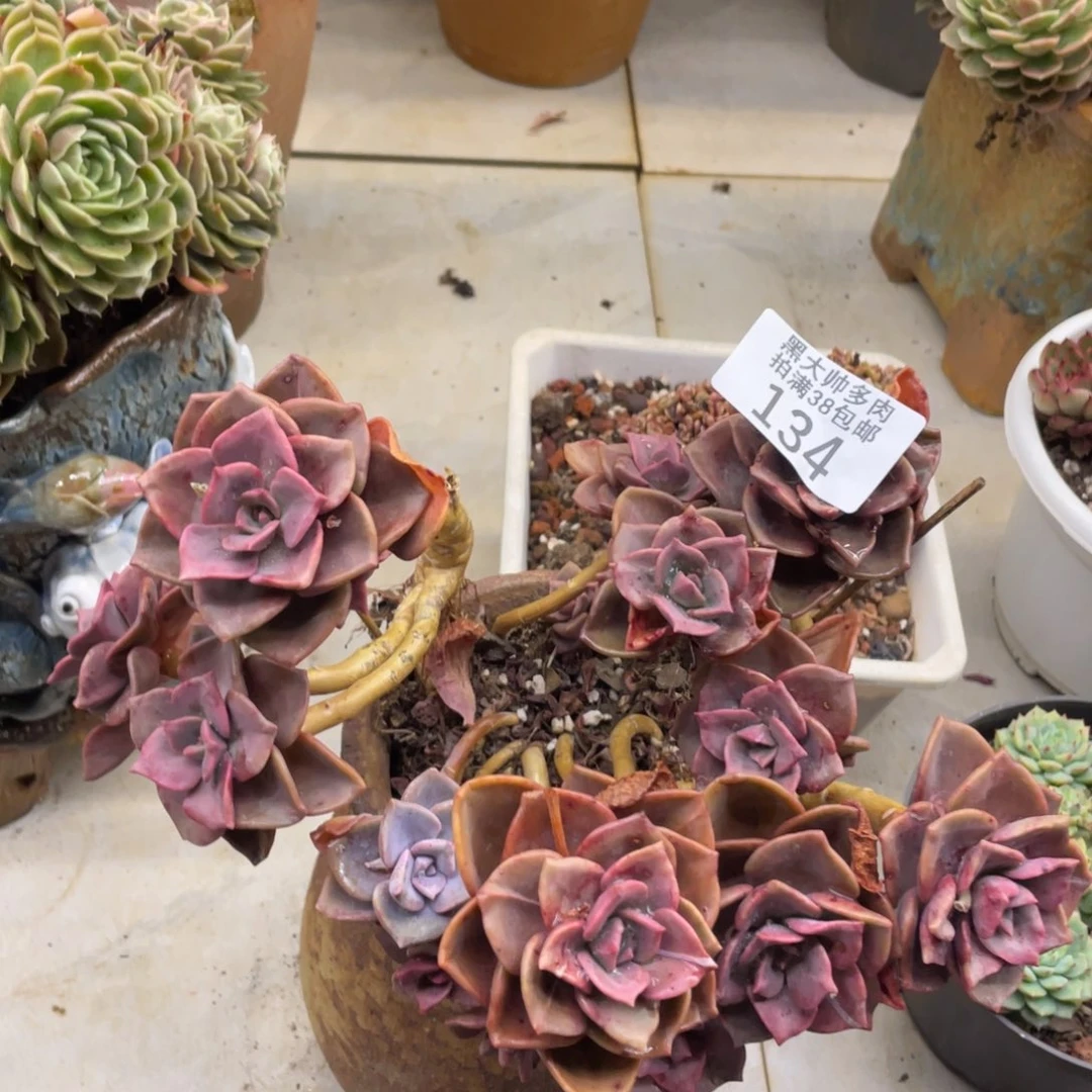 黑大帅多肉134琉璃盏