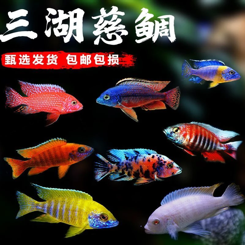 三湖慈鲷鱼雕鱼热带观赏鱼杂鲷马雕湛蓝宝石红宝石鱼新手好养耐活
