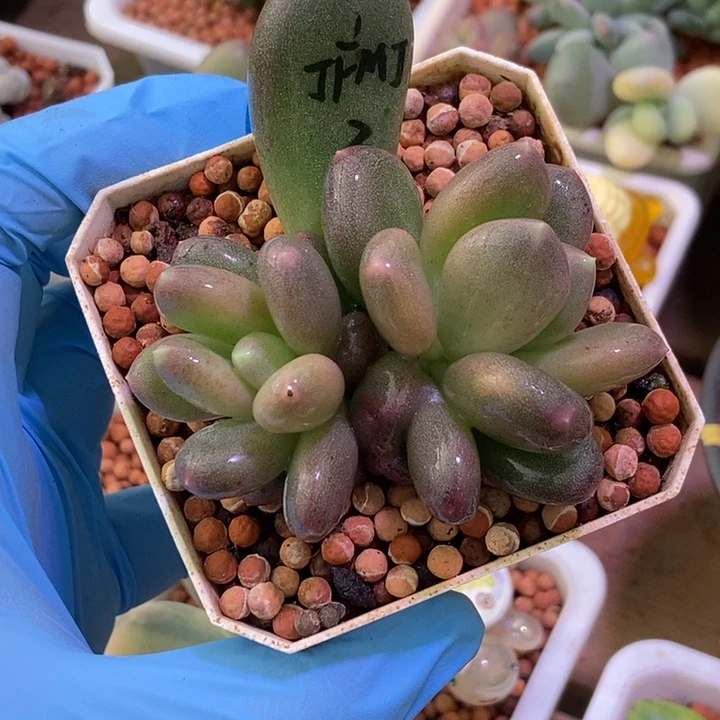 加菲猫锦多肉植物多肉