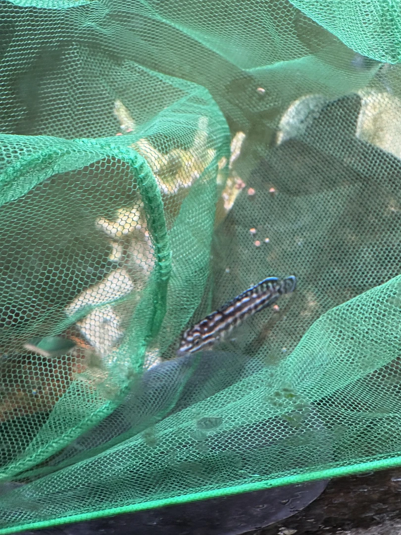 三湖慈鲷黑格凤凰