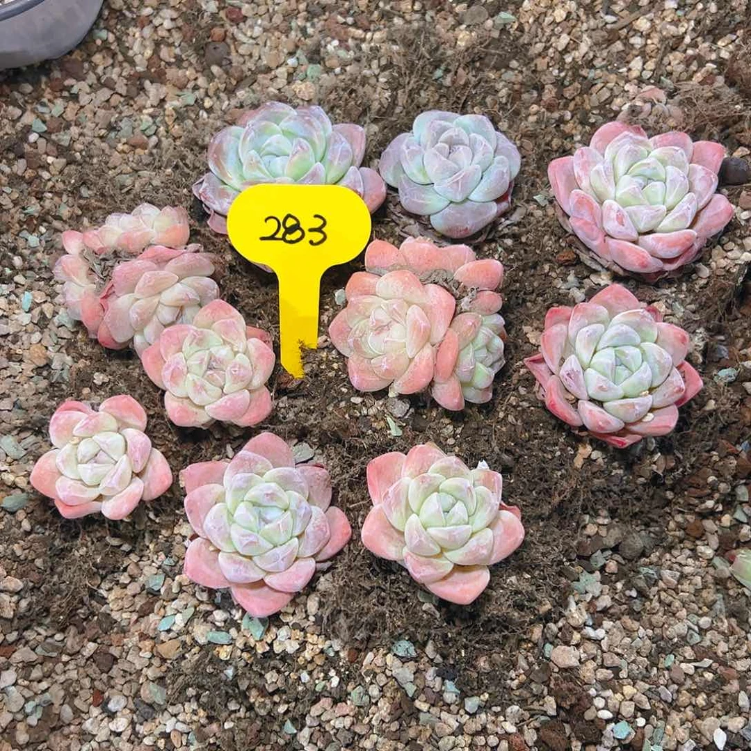 冰玉十颗283号（不包整）