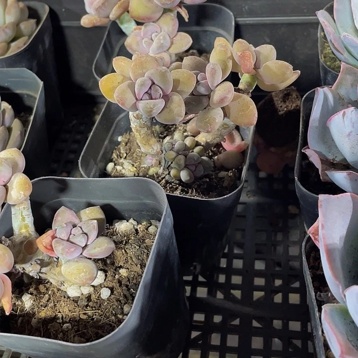 美人手指老庄3.8带盆