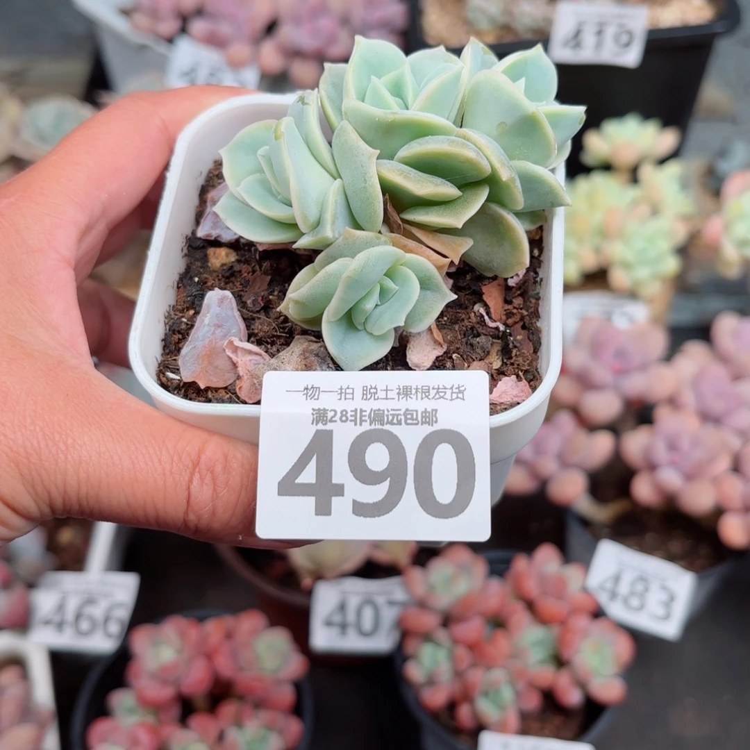 可爱玫瑰无盆土发货