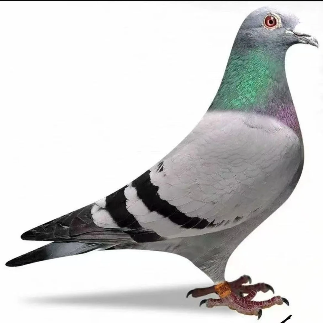 信鸽 种鸽 天落 幼鸽用品