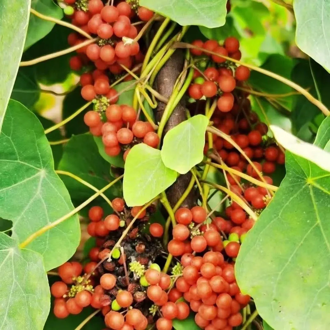 正宗粉防己苗 土木香籽育苗一年苗