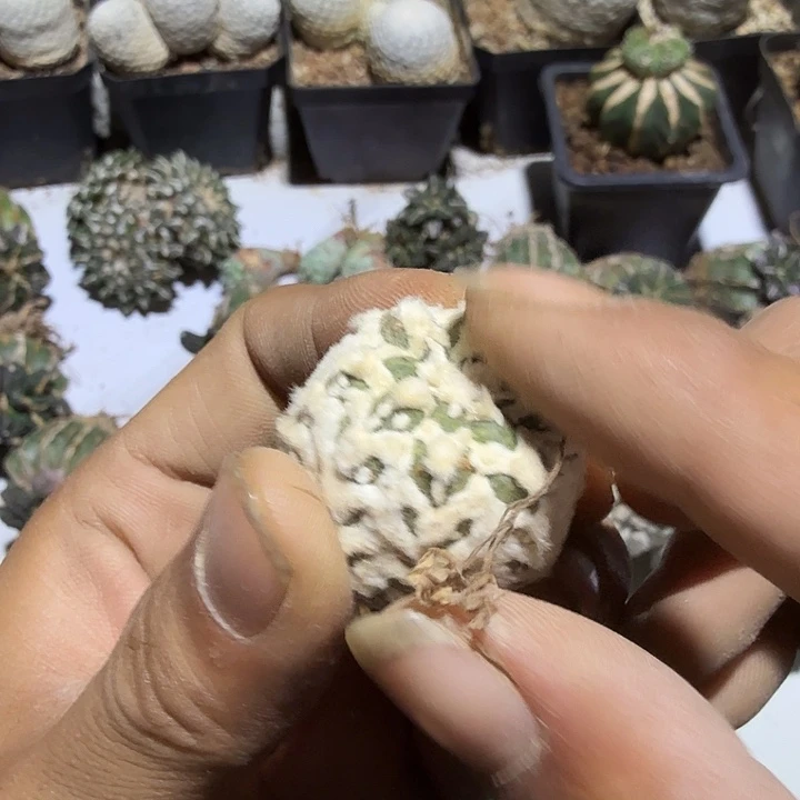 ｖ，兜仙人球开花无根