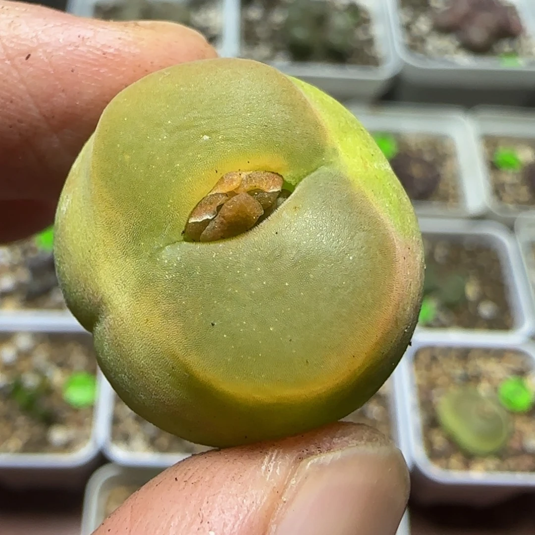 2.3+漂亮多肉植物164