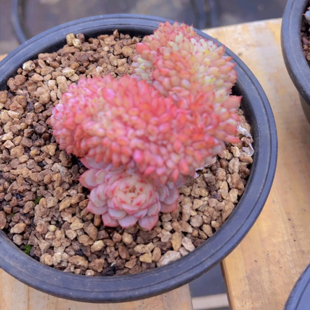 心**飞白胖子，多肉植物，