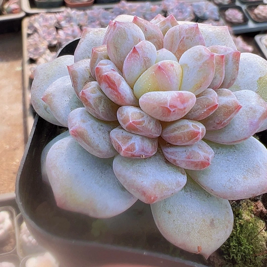 星星橙石化19包邮多肉