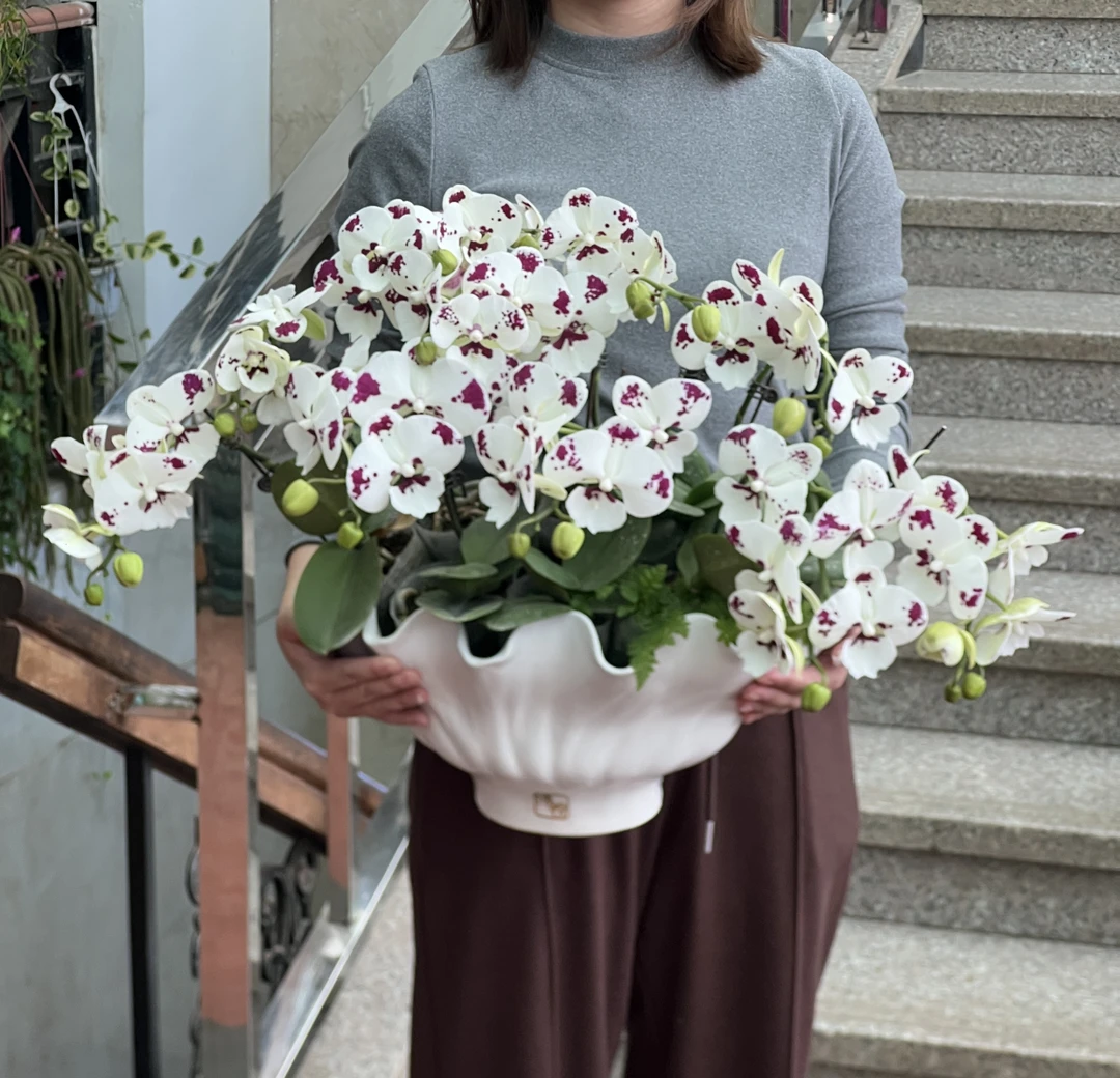 实拍【8株16剑奶牛蝴蝶兰】带花带花苞沈阳同城送货上门送妈妈