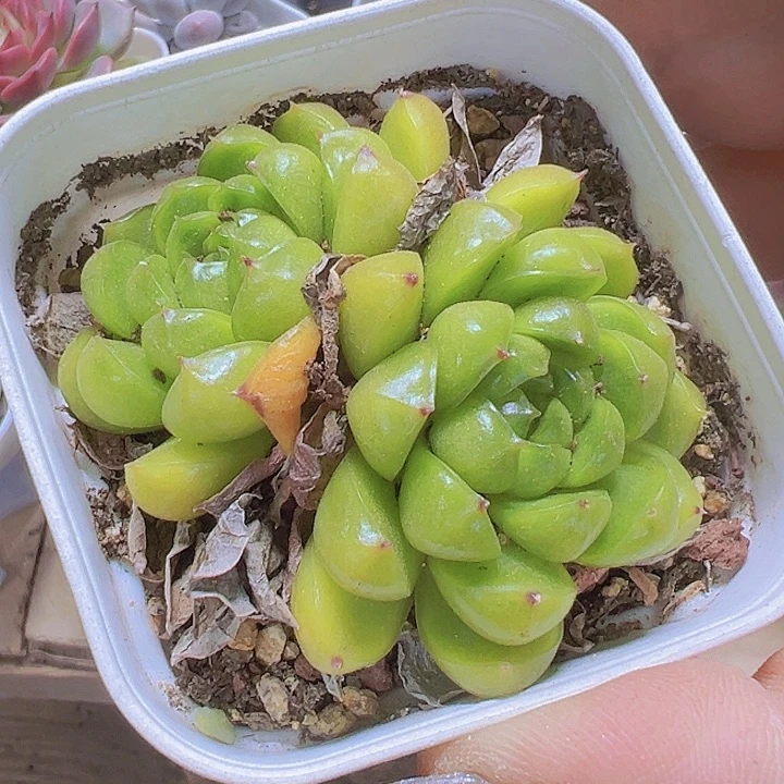 双头莱拉珍妮19包邮