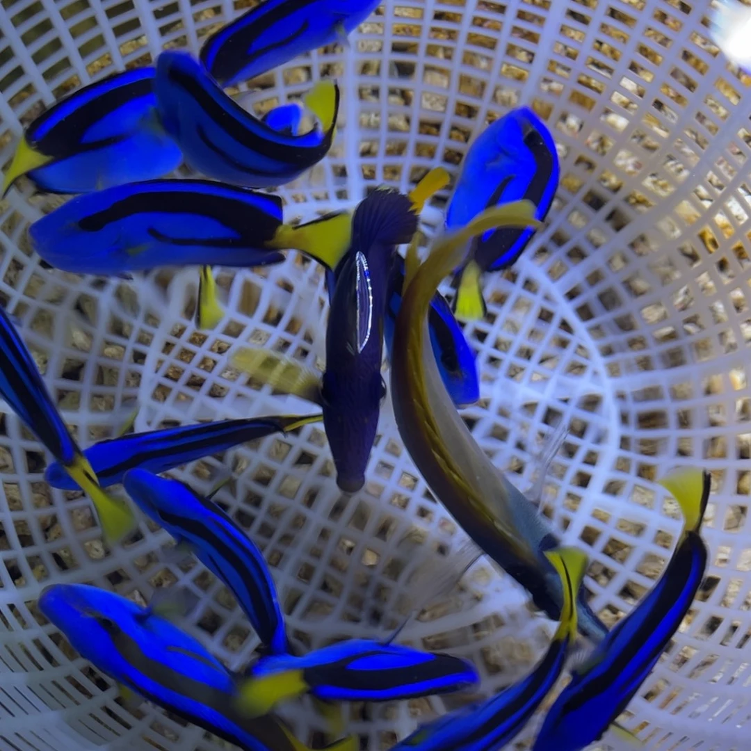海水鱼6+蓝调一条顺丰包邮