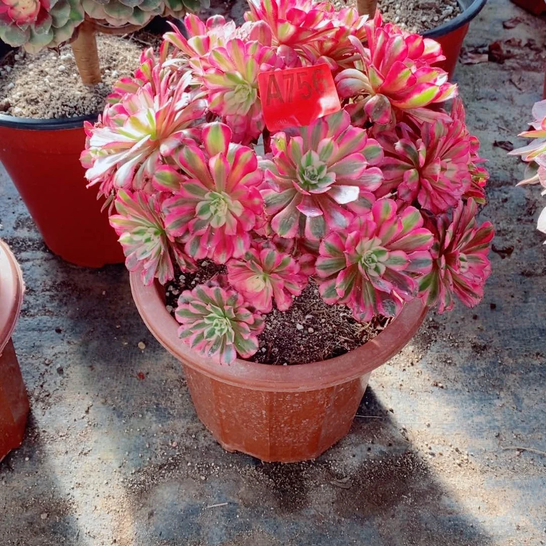 红铜白756多肉11111