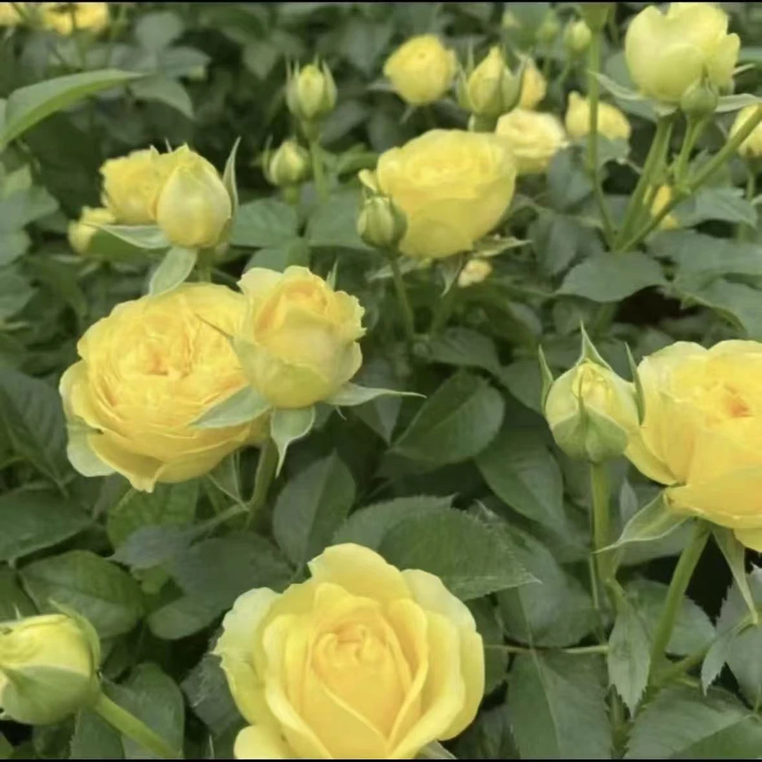 【绿美人】1加仑盆多棵扦插月季花花卉绿植盆栽花卉直播四季开放