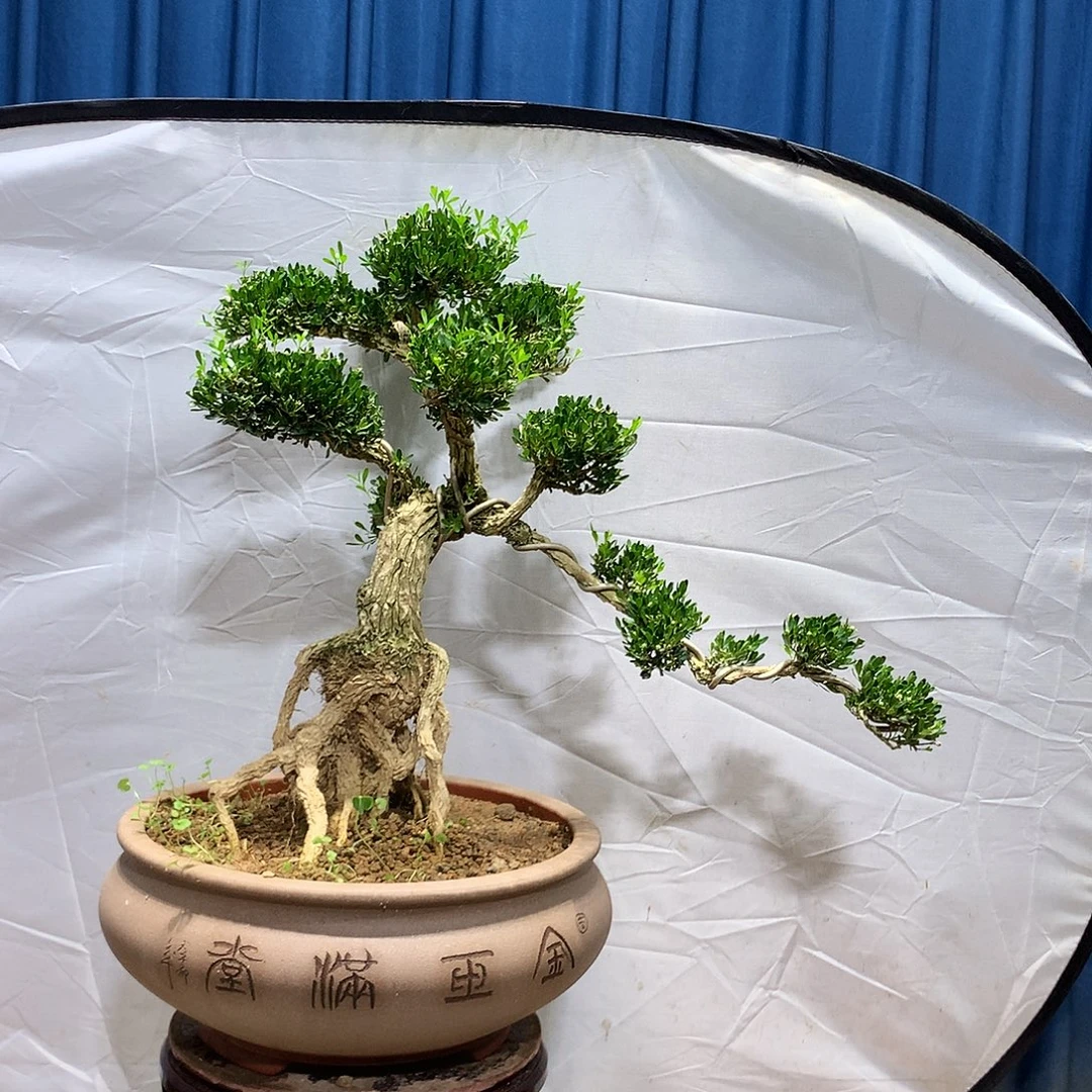 无花朵黄杨盆景一物一拍