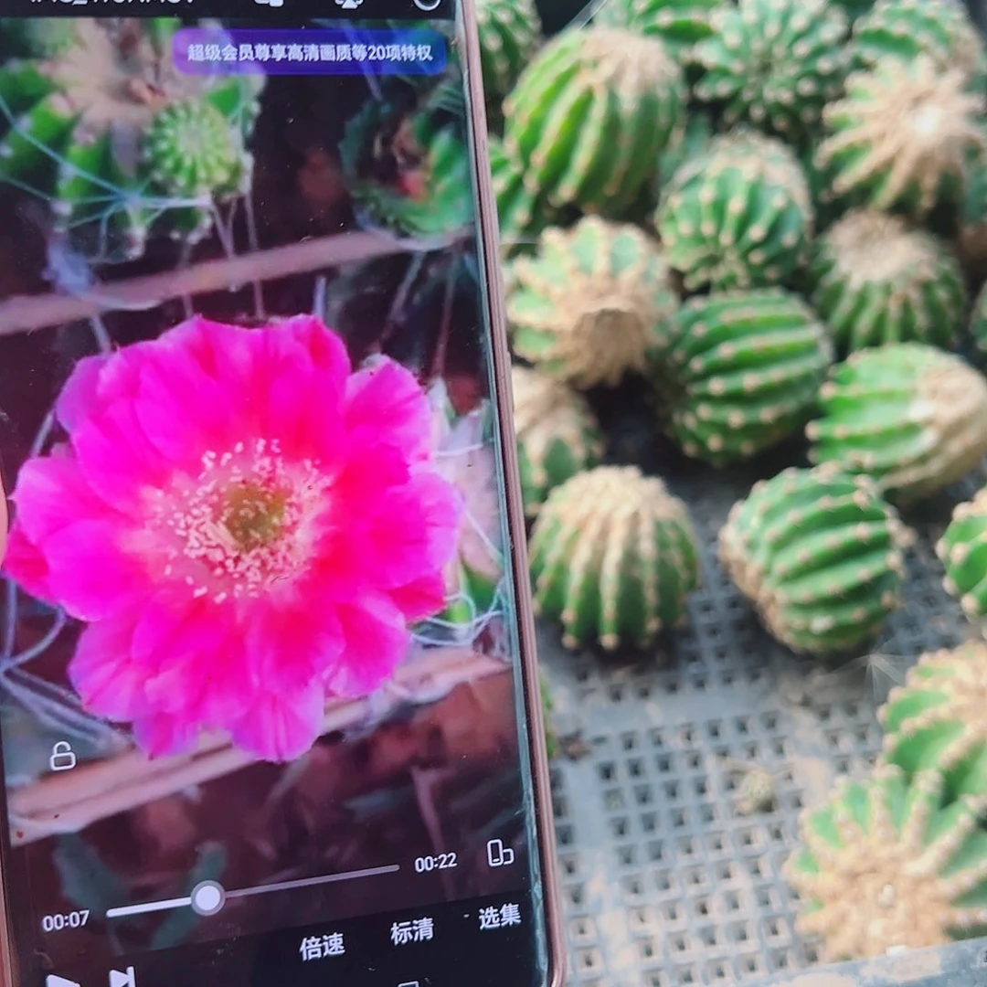 丽花菲云落侧芽00000