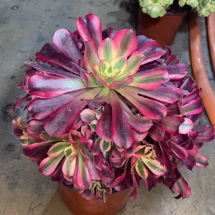 美杜莎多肉植物33。