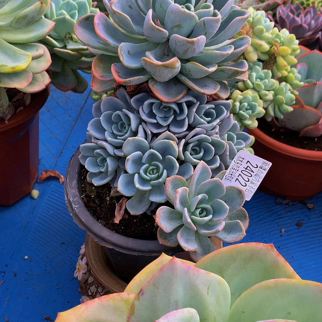 平***乖     美尻多肉24022