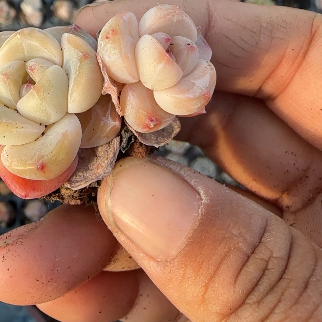 多肉小卡拉米糖心一物一拍