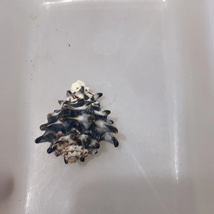 纯天然海螺短拳摆件鱼缸造景收藏