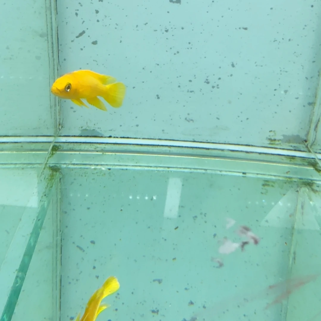 慈鲷野生成功天堂鸟1016