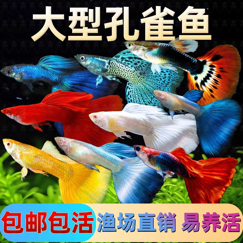 【新手10条】孔雀鱼可繁衍公母搭配2.5-4cm小型鱼淡水鱼