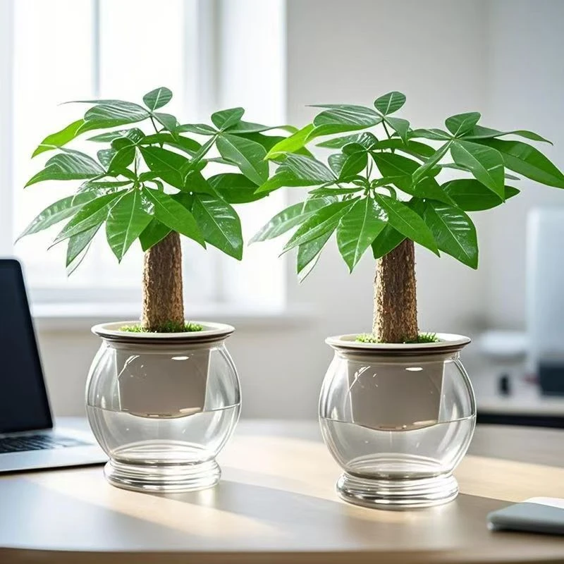 HG【买一送一】发财树盆栽客厅招财室内盆栽绿植办公室甲醛净化空气