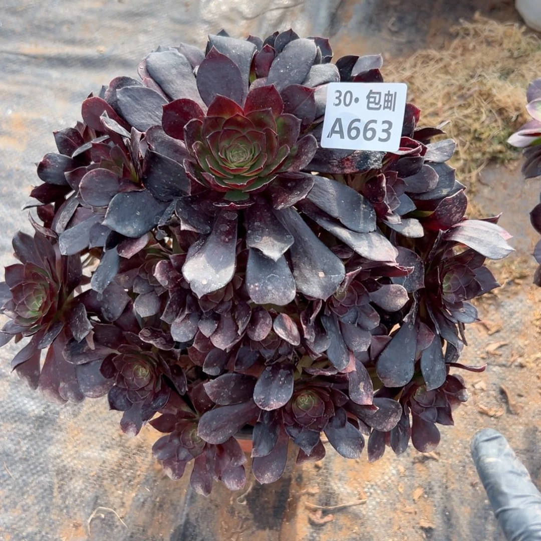 663 多肉法师不包侧枝