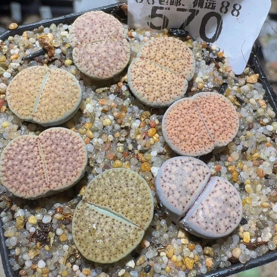 zzzz精品生石花570