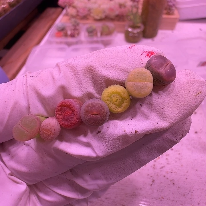 64号，优选七个不同品种生石花风铃等一物一拍