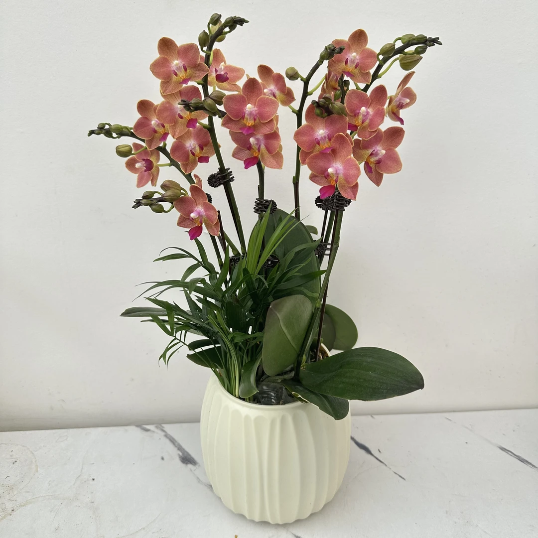 简馨优选【迷迭香】蝴蝶兰花 艺术摆件客厅门面花艺优雅造型2-4