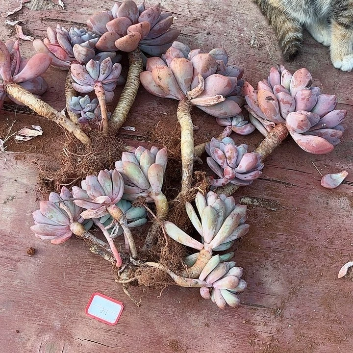 白鹭群生老桩14号一堆