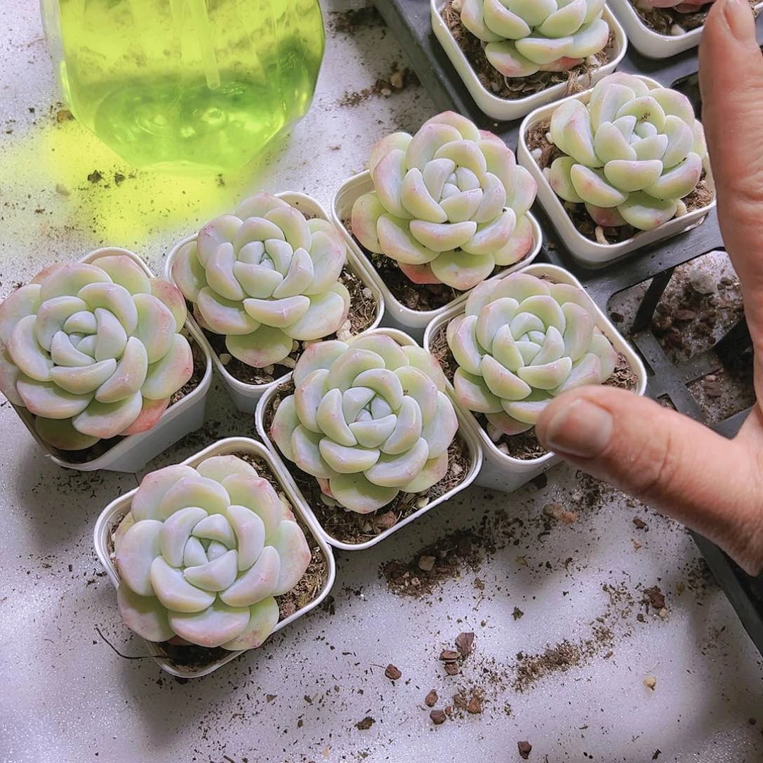 单头白冰带盆带土19包邮