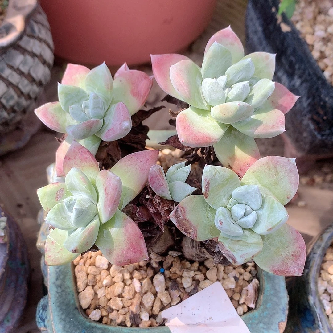 0342苹果叶仙女杯多肉