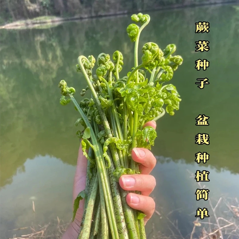 【蕨菜种子】厥菜 拳头菜 如意菜 猫爪菜 生吃凉拌炒菜盆栽地栽