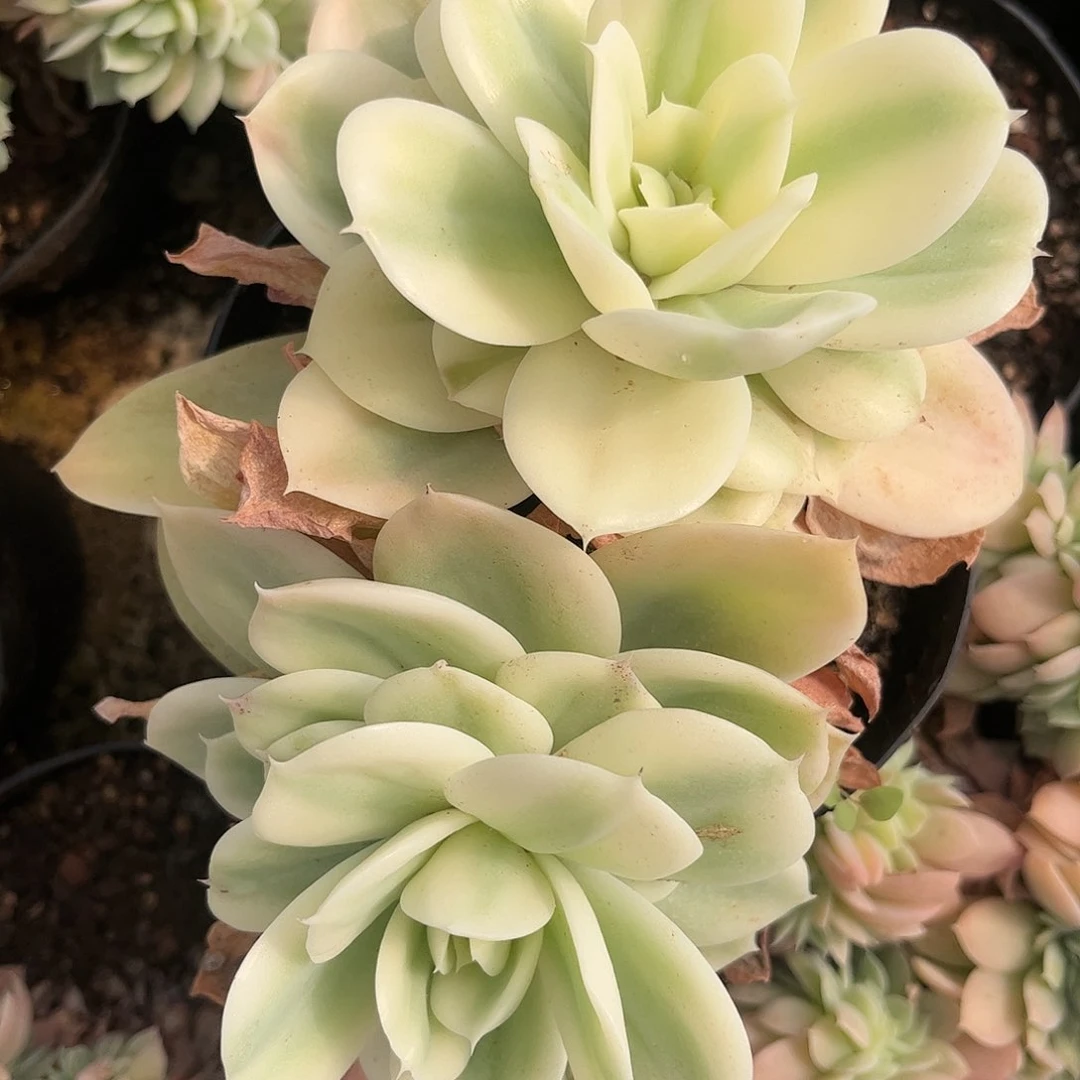 寄养链接的肉肉的肉肉