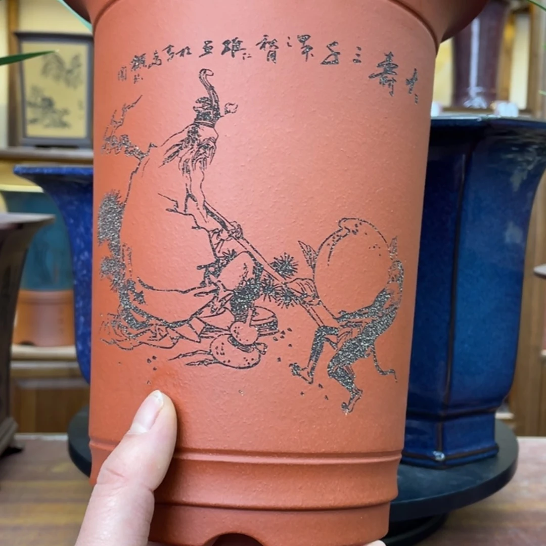 【闪购商品】紫砂花盆木*歌兰花8555555555555688