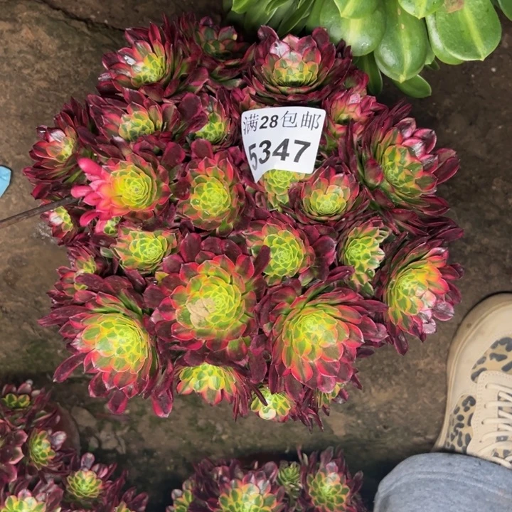 5347朝霞多肉植物