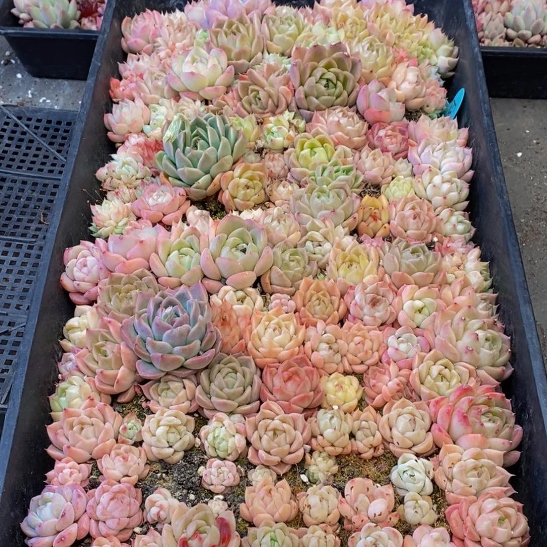 738多肉植物问我为什么要