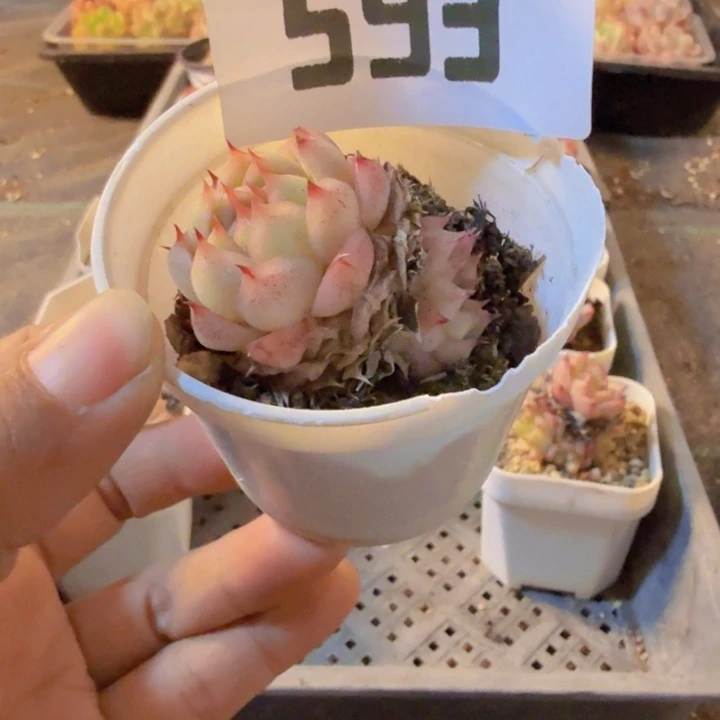 593，带盆带土发货