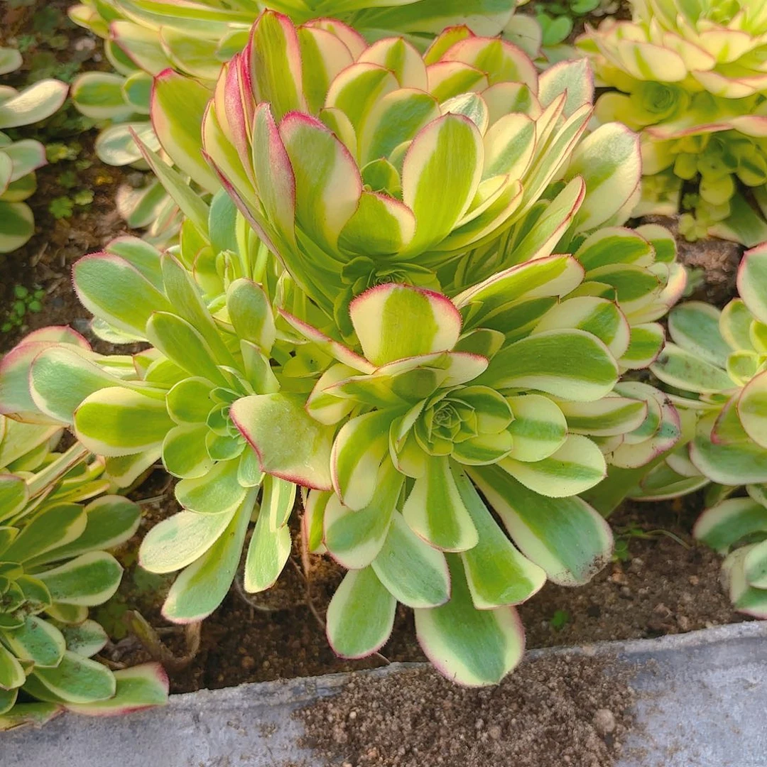 奶白多肉植物二号手捧