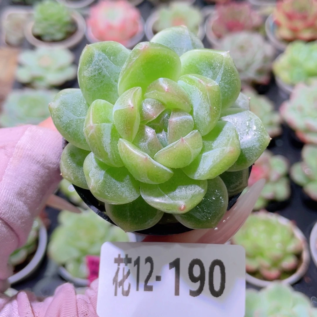 花利美12-190新品珍妮