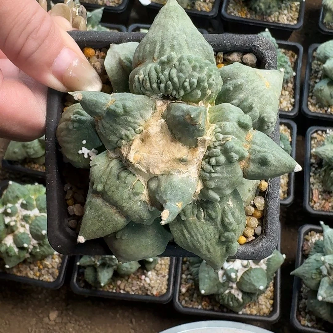 自根怒涛牡丹仙人球