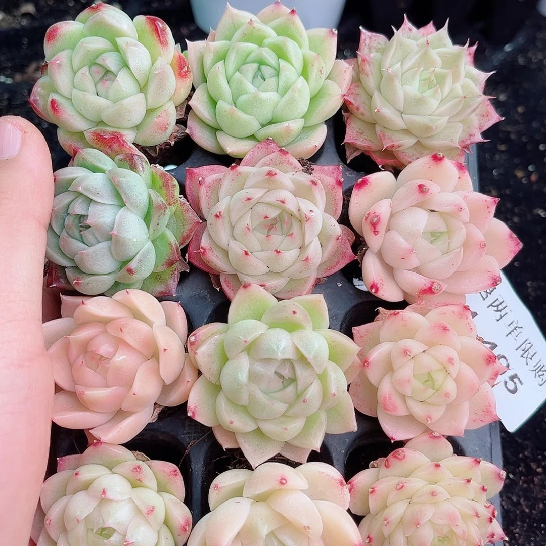 晚*?1-495 新疆西藏内蒙不发货 零下不拍保温箱