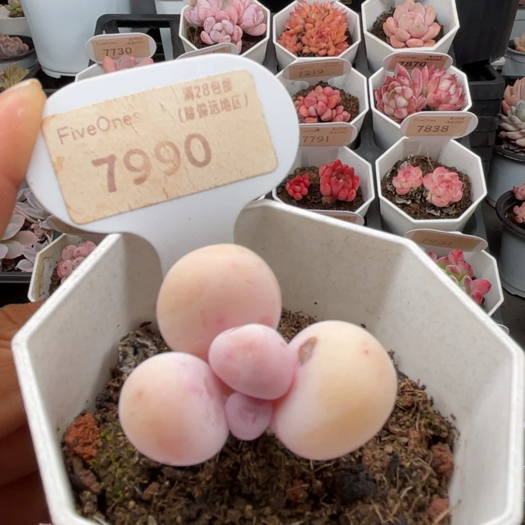 橙雪球奶酪7990-3.5厘米