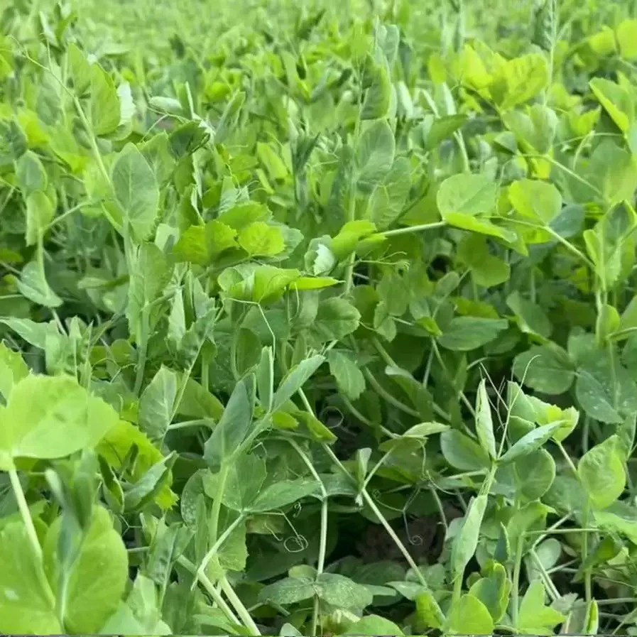 （豌豆尖）农家自种蔬菜 新鲜蔬菜