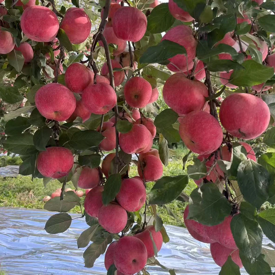 京津冀红苹果清香脆甜5斤装红富士苹果新鲜脆甜可口皮薄多汁