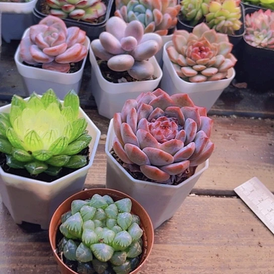 宝莲灯。姬雨露。糖心